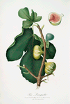 Fico Brogiotto. [Fig with white peel ; Ficus carica sativa]