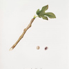 Cocciniglia del fico. [Coccus ficus caricae ; Fig]