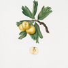 Lazzerolo. [Crataegus poliossea sterilis ; Hawthorn]