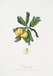 Lazzerolo. [Crataegus poliossea sterilis ; Hawthorn]