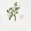 Fiore di Lazzerolo. [Hawthorn flower]