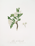 Fiore di Lazzerolo. [Hawthorn flower]