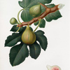 Fico Regina. [Ficus carica sativa ; Fig]