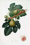 Fico Regina. [Ficus carica sativa ; Fig]