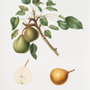 Pera del Duca. [Pyrus Dugalis]