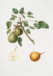 Pera del Duca. [Pyrus Dugalis]