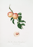 Pesca noce duracina bianca precoce. [Persica psillidermis]