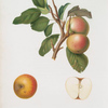 Mela Pupina. [Malus appenninensis ; Pupina apple]