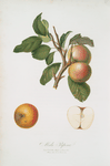 Mela Pupina. [Malus appenninensis ; Pupina apple]