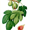 Fico verdone. [Ficus carica ; Fig]