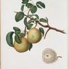Pera Butirra Grigia. [Pyrus Butyra ; Pear]