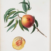 Pesca Damnaschina duracina. [Persica julodermis ; Peach]