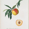 Pesca spiccagnola gialla precoce, o Moscadella Burrone. [Persica julodermis ; Peach]