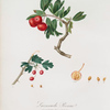 Lazzeruola rossa. [Crataegus poliossea sterilis ; Red thorn-apple]