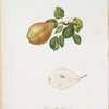 Pera spaddona. [Pyrus Spaddonia ; Pear Spadonne] [v. 5]