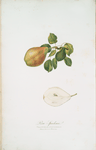 Pera spaddona. [Pyrus Spaddonia ; Pear Spadonne] [v. 5]