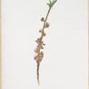 Fiori di Pesco brevi petali a corolla bianchiccia. [Peach flower]