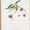 Pesca Nocciolina. [Pesco Spiccacciolo bianco ; Persicaulodermis]