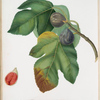Fico melograno, o S. Germano. [Ficus carica sativa ; Fig]