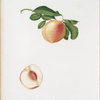 Pesca duracina bianca estiva. [Persica julodermis ; Peach]