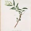 Fiore di Giuggiolo. [Fiorazione del Giuggiolo ; Jujube]