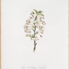 Fiore di Giliegio Visciolo. [Pear tree flowers]