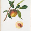 Pesca duracina spiccacciola, o Spiccacciola gialla rossa tirdiva. [Peach]