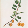 Susina Santa Caterina, o Torlo d'Uovo. [Prunus Sanctae Catherinae]