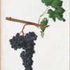 Uva Dolcetto di Piemonte. [Dolcetto di Monferrato, o Uva d'Acqui ; Dolcetto grapes]