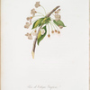 Fiore di Ciliegio Grafione. [Fiore del ciliegio proprio ; Cherry plum flower ; Mirabolano]