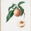 Pesca spiccacciola bianca serotina. [Persica julodermis ; Peach]