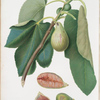 Fico Monaco. [Fico della Lunigiana ; Fig Monaco]