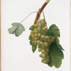 Uva Claretta di Nizza. [Pignola bianca ; Vitis vinifera Niciensis]