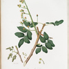 Pistacchio spontaneo. [Pistachia]