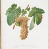 Uva Trebbiana fiorentino. [Vitis vinifera Trebulana Florentina ; Trebbiano grapes]