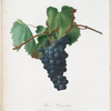 Uva Crovino. [Trinchera di Nizza]