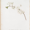 Fiore di Ciliegio Visciolino, o Amareno. [Amarena cherry flower]