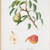 Pera pasatutte. [Pyrus veneta ; Pear]