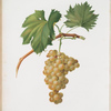 Uva rossese. Vitis vinifera Montis-Rosei ;