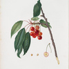 Ciliegia acquajuola. [Cerasus ; Ciliegio acquaiolo ; Cherries]