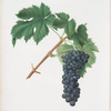 Uva Aleatico. [Uva Liatica, o Aleatico di Firenze ; Black Aleatico grape]