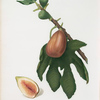 Fico datto. [Ficus carica sativa ; Fig]