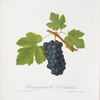 Uva pignola di S. colombano. [Pignolo di San Colombano ; Vitis vinifera Sancti Colombani ; Pignolo, or San Colombano grapes]