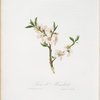 Fiore di Mandorlo. [Almond tree flower]