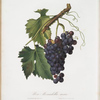 Uva moscadella nera. [Moscadella black grapes]