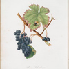 Uva Barbera. [Barbera grapes]