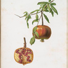 Melagrana. [Pomegranate ; Lybian or Carthaginian apple]
