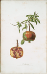 Melagrana. [Pomegranate ; Lybian or Carthaginian apple]