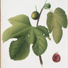 Fico Briansolo. [Ficus carica sativa ; Briansole figs]