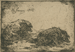 Porcs couchés.